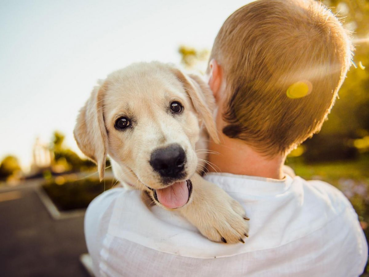 Pourquoi les animaux font partie intégrante de la famille ?