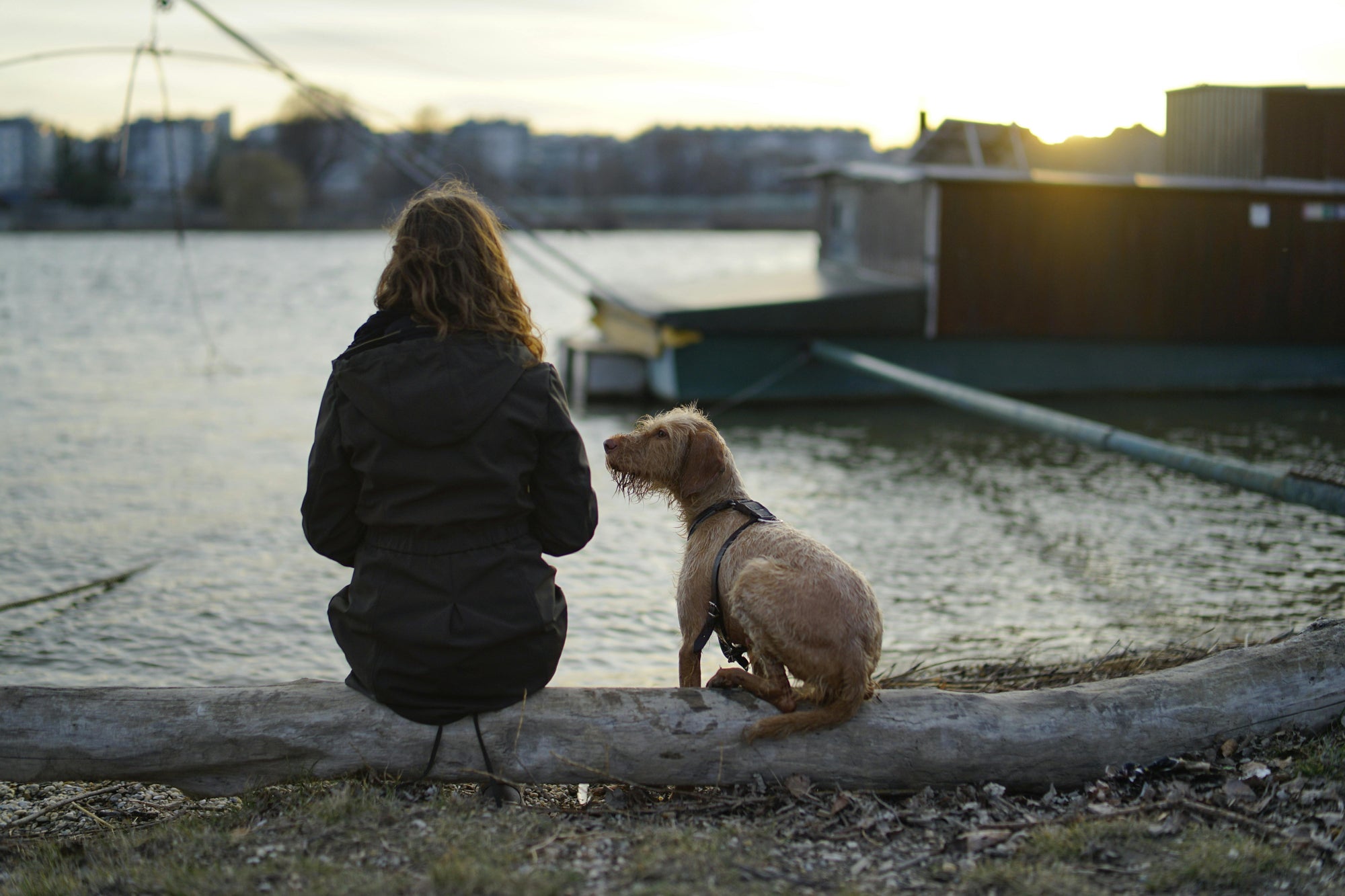 Ce que nos animaux nous apprennent au quotidien